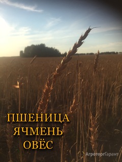 Продаю Пшеница в Курганской области