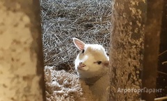 Продаю Продам стадо овец Романовские-Тексель в Нижегородской области