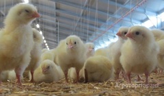 Продаю Суточные и подрощенные цыплята бройлер, несушка в Омской области