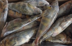 Продаю Продаем рыбу терпуг свежемороженый в Приморском крае