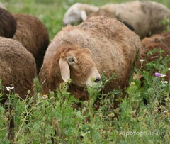 Продаю Продам овец эдильбаевской породы в Алтайском крае