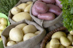 Продаю Семенной картофель в Белоруссии
