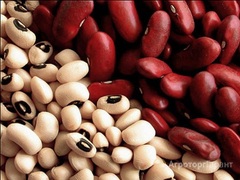 Куплю Семена фасоли в Алтайском крае